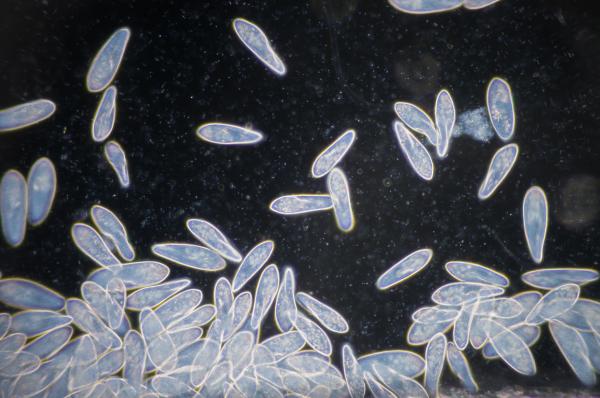 1717428278 532 Que es la taxonomia y como se clasifica - 2026 - El mundo que nos rodea está compuesto por una amplia variedad de elementos que en un principio pueden parecer caóticos y sin relación entre sí. No obstante, al observar detenidamente, podemos identificar similitudes entre ellos ya sea por su origen o sus características. A través del estudio, especialmente en el ámbito de la biología, el ser humano ha logrado descubrir estas similitudes. Para comprender mejor los objetos de estudio, se han desarrollado sistemas de ordenamiento que permiten dividirlos en partes más manejables y comprensibles. Es aquí donde entra en juego la taxonomía, un método de clasificación basado en jerarquías. En este artículo de ContaminaciónAmbiental se explorará qué es exactamente la taxonomía, cómo se realiza su clasificación, cómo ha evolucionado y cuál es su relevancia en el ámbito de las ciencias biológicas. Qué es la taxonomía y cómo se clasifica - Taxonomía de Ernst Haeckel