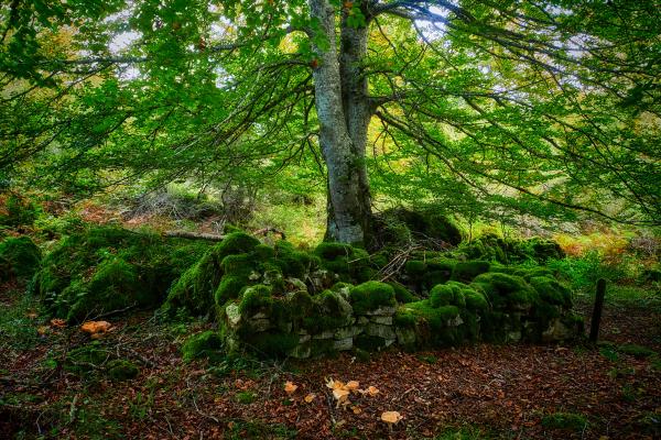Recursos naturales de España - Bosques
