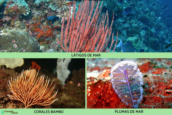 Corales blandos: qué son, características, tipos y alimentación - 