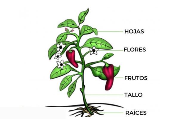 Partes del tallo y sus funciones - Funciones del tallo de las plantas