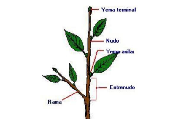 Partes del tallo y sus funciones - Las principales partes del tallo y las funciones de cada una