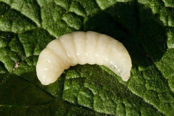 1717443380 755 Abeja reina tamano como nace y cuanto vive - 2026 - El tamaño de la abeja reina es de 2 centímetros. Su desarrollo comienza desde un huevo, luego pasa por las etapas de larva y pupa antes de llegar a la etapa adulta. Su tiempo de vida oscila entre 2 y 5 años. Abeja reina: tamaño, cómo nace y cuánto vive - Cómo nace la abeja reina