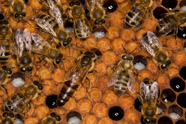 1717443380 851 Abeja reina tamano como nace y cuanto vive - 2026 - El tamaño de la abeja reina es de 2 centímetros. Su desarrollo comienza desde un huevo, luego pasa por las etapas de larva y pupa antes de llegar a la etapa adulta. Su tiempo de vida oscila entre 2 y 5 años. Abeja reina: tamaño, cómo nace y cuánto vive - Tamaño de la abeja reina