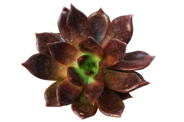 1717455924 103 Tipos de Echeveria - 2026 - Algunas de las principales variedades de Echeveria son: Echeveria amoena, Echeveria agavoides, Echeveria cante, Echeveria elegans, Echeveria affinis, Echeveria setosa, Echeveria gigantea, Echeveria pulvinata, Echeveria laui, Echeveria leucotricha, Echeveria ‘Etna’. Tipos de Echeveria - Echeveria affinis