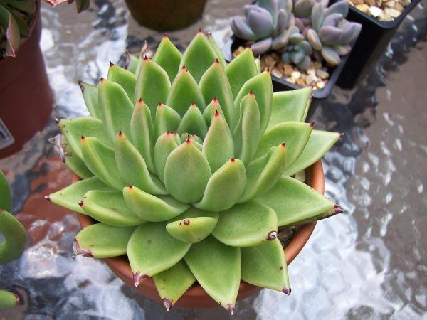 1717455924 164 Tipos de Echeveria - 2026 - Algunas de las principales variedades de Echeveria son: Echeveria amoena, Echeveria agavoides, Echeveria cante, Echeveria elegans, Echeveria affinis, Echeveria setosa, Echeveria gigantea, Echeveria pulvinata, Echeveria laui, Echeveria leucotricha, Echeveria ‘Etna’. Tipos de Echeveria - Echeveria agavoides