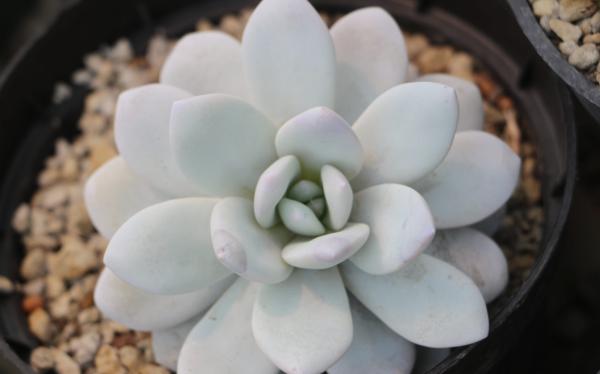 1717455924 280 Tipos de Echeveria - 2026 - Algunas de las principales variedades de Echeveria son: Echeveria amoena, Echeveria agavoides, Echeveria cante, Echeveria elegans, Echeveria affinis, Echeveria setosa, Echeveria gigantea, Echeveria pulvinata, Echeveria laui, Echeveria leucotricha, Echeveria ‘Etna’. Tipos de Echeveria - Echeveria laui
