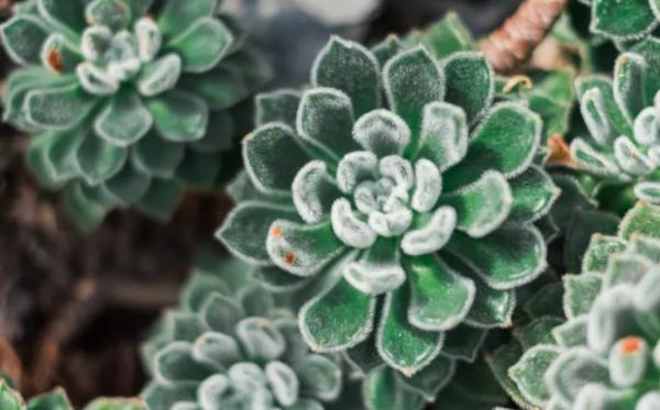 1717455924 42 Tipos de Echeveria - 2026 - Algunas de las principales variedades de Echeveria son: Echeveria amoena, Echeveria agavoides, Echeveria cante, Echeveria elegans, Echeveria affinis, Echeveria setosa, Echeveria gigantea, Echeveria pulvinata, Echeveria laui, Echeveria leucotricha, Echeveria ‘Etna’. Tipos de Echeveria - Echeveria setosa