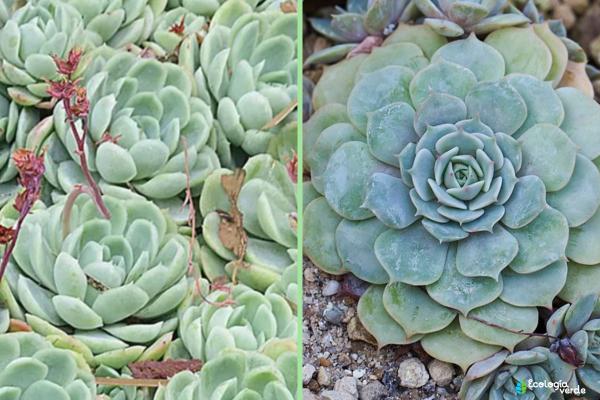 1717455924 443 Tipos de Echeveria - 2026 - Algunas de las principales variedades de Echeveria son: Echeveria amoena, Echeveria agavoides, Echeveria cante, Echeveria elegans, Echeveria affinis, Echeveria setosa, Echeveria gigantea, Echeveria pulvinata, Echeveria laui, Echeveria leucotricha, Echeveria ‘Etna’. Tipos de Echeveria - Echeveria elegans