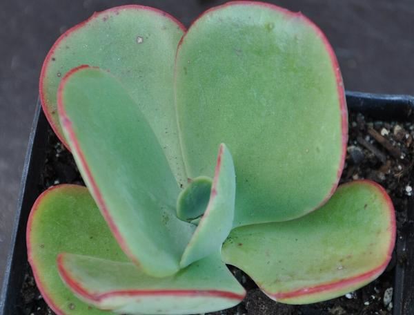 1717455924 449 Tipos de Echeveria - 2026 - Algunas de las principales variedades de Echeveria son: Echeveria amoena, Echeveria agavoides, Echeveria cante, Echeveria elegans, Echeveria affinis, Echeveria setosa, Echeveria gigantea, Echeveria pulvinata, Echeveria laui, Echeveria leucotricha, Echeveria ‘Etna’. Tipos de Echeveria - Echeveria gigantea