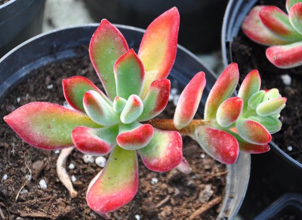 1717455924 596 Tipos de Echeveria - 2026 - Algunas de las principales variedades de Echeveria son: Echeveria amoena, Echeveria agavoides, Echeveria cante, Echeveria elegans, Echeveria affinis, Echeveria setosa, Echeveria gigantea, Echeveria pulvinata, Echeveria laui, Echeveria leucotricha, Echeveria ‘Etna’. Tipos de Echeveria - Echeveria pulvinata
