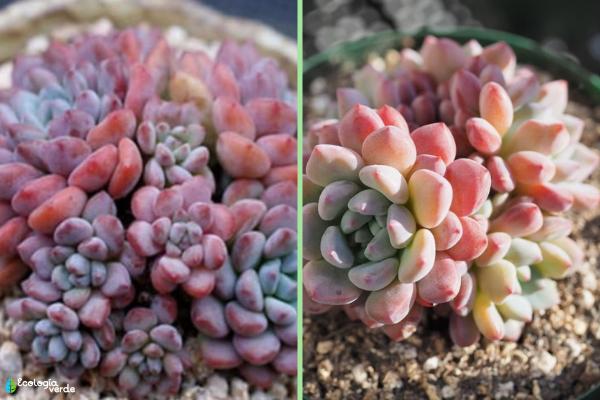 1717455924 682 Tipos de Echeveria - 2026 - Algunas de las principales variedades de Echeveria son: Echeveria amoena, Echeveria agavoides, Echeveria cante, Echeveria elegans, Echeveria affinis, Echeveria setosa, Echeveria gigantea, Echeveria pulvinata, Echeveria laui, Echeveria leucotricha, Echeveria ‘Etna’. Tipos de Echeveria - Echeveria amoena