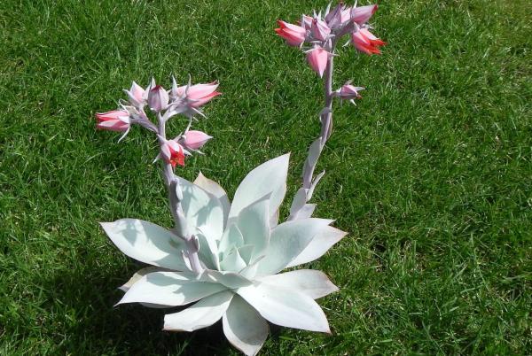 1717455924 933 Tipos de Echeveria - 2026 - Algunas de las principales variedades de Echeveria son: Echeveria amoena, Echeveria agavoides, Echeveria cante, Echeveria elegans, Echeveria affinis, Echeveria setosa, Echeveria gigantea, Echeveria pulvinata, Echeveria laui, Echeveria leucotricha, Echeveria ‘Etna’. Tipos de Echeveria - Echeveria cante