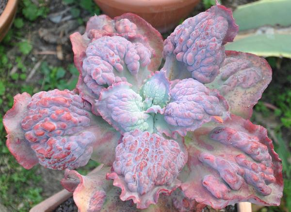 1717455925 559 Tipos de Echeveria - 2026 - Algunas de las principales variedades de Echeveria son: Echeveria amoena, Echeveria agavoides, Echeveria cante, Echeveria elegans, Echeveria affinis, Echeveria setosa, Echeveria gigantea, Echeveria pulvinata, Echeveria laui, Echeveria leucotricha, Echeveria ‘Etna’. Tipos de Echeveria - Echeveria ‘Etna’