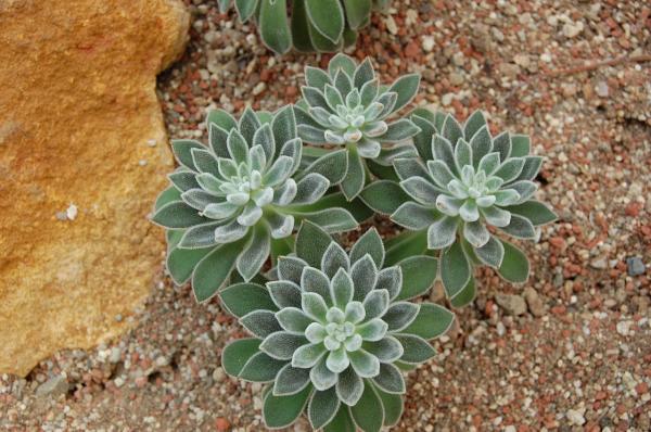 1717455925 848 Tipos de Echeveria - 2026 - Algunas de las principales variedades de Echeveria son: Echeveria amoena, Echeveria agavoides, Echeveria cante, Echeveria elegans, Echeveria affinis, Echeveria setosa, Echeveria gigantea, Echeveria pulvinata, Echeveria laui, Echeveria leucotricha, Echeveria ‘Etna’. Tipos de Echeveria - Echeveria leucotricha