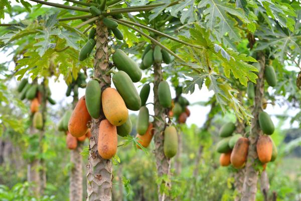 Papaya: propiedades, beneficios y contraindicaciones - Qué es la papaya