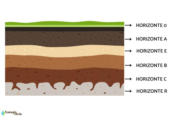 1717466452 710 Horizontes del suelo estructura y factores - 2026 - El suelo se va formando de arriba abajo, creando variaciones de composición, consistencia, textura y color en distintas capas. Un perfil del suelo muestra capas paralelas entre sí y a la superficie topográfica, resultado de su proceso de formación. Cada capa se llama horizonte de suelo y se identifica por diferencias en composición, textura, humedad, estructura, color, etc. de partículas minerales o inorgánicas y materia orgánica. En este artículo de ContaminaciónAmbiental te explicamos qué son, la organización de los horizontes del suelo y los factores influyentes. Horizontes del suelo: estructura y factores - Horizonte E
