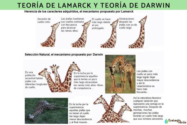 1717467907 530 Teoria de Lamarck que es ejemplo e importancia - 2026 - La teoría de Lamarck constituye una explicación científica sobre la transformación de las especies. Como ejemplo ilustrativo, se menciona el alargamiento del cuello de las jirafas como adaptación al entorno, transmitida de generación en generación. A pesar de que el proceso evolutivo no opera de esta manera, su relevancia radica en haber sido la primera propuesta evolutiva, sentando las bases para futuras teorías. Teoría de Lamarck: qué es, ejemplo e importancia - Diferencias con la teoría de Darwin