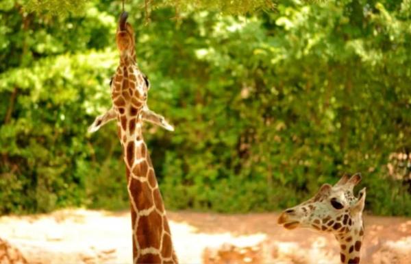 1717467907 848 Teoria de Lamarck que es ejemplo e importancia - 2026 - La teoría de Lamarck constituye una explicación científica sobre la transformación de las especies. Como ejemplo ilustrativo, se menciona el alargamiento del cuello de las jirafas como adaptación al entorno, transmitida de generación en generación. A pesar de que el proceso evolutivo no opera de esta manera, su relevancia radica en haber sido la primera propuesta evolutiva, sentando las bases para futuras teorías. Teoría de Lamarck: qué es, ejemplo e importancia - Qué es la teoría de Lamarck