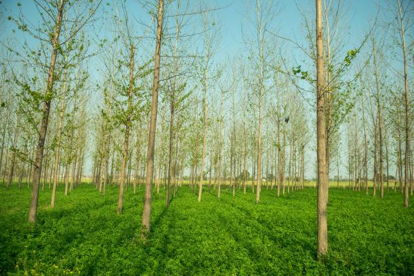 Agroforestería: qué es y beneficios