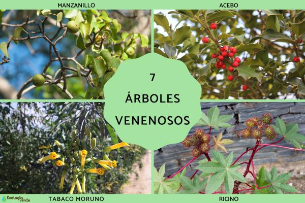 Arboles venenosos - 2026 - En medio de la exuberante belleza de los bosques se oculta un enigma oscuro: los árboles venenosos. Estas especies que aparentan ser inofensivas, pero son mortales, han fascinado a exploradores, científicos y aventureros a lo largo de la historia debido a su sorprendente forma de defenderse con sus toxinas. Al adentrarnos en el misterioso mundo de los árboles tóxicos, desvelaremos los secretos de su veneno y los síntomas que provocan en los organismos. Árboles venenosos