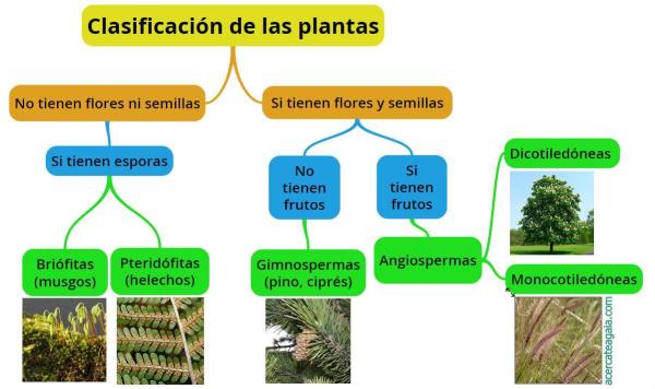 Clases de plantas - 2026 - Imagen: RespuestasTips Clases de plantas
