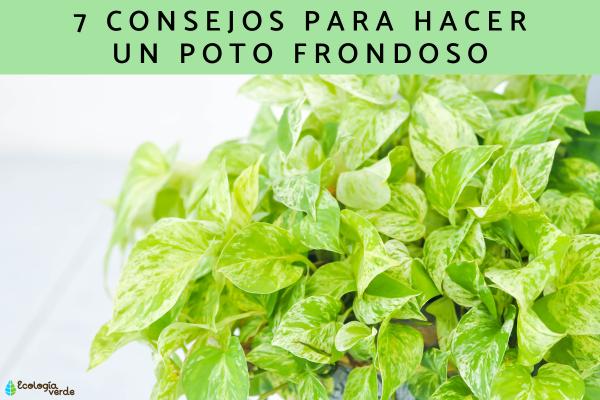 Como hacer un poto frondoso - 2025 - Para obtener un poto exuberante es necesario añadir abono, recortar los tallos, propagar la planta, colocar soportes, ubicar en un lugar más iluminado, controlar el riego y evitar corrientes de aire. El poto, Epipremnum aureum, es una planta de interior muy popular debido a lo sencillo de sus cuidados y los atractivos tallos colgantes que posee. En ocasiones puede presentar poco volumen, pero afortunadamente tiene una solución sencilla. Cómo hacer un poto frondoso