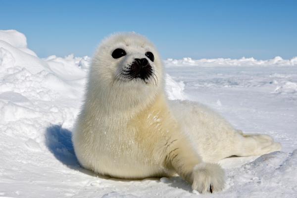 Curiosidades de las focas