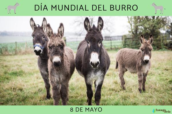 Dia Mundial del Burro cuando es por que y como - 2026 - Cada 8 de mayo se celebra en varios países el Día Mundial del Burro. Esta fecha especial tiene como objetivo promover la conservación de esta especie mejorando las condiciones de vida y cuidado de los equinos. Si deseas sumarte, puedes usar los hashtags #DíaMundialDelBurro #WorldDonkeyDay junto con datos interesantes o fotos encantadoras. En esta publicación de ContaminaciónAmbiental encontrarás más detalles sobre cuándo se celebra el Día Mundial del Burro, por qué y cómo unirse a la celebración. Día Mundial del Burro: cuándo es, por qué y cómo celebrarlo