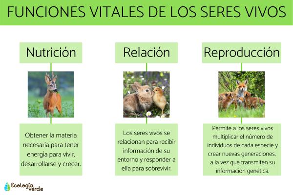 Funciones vitales de los seres vivos