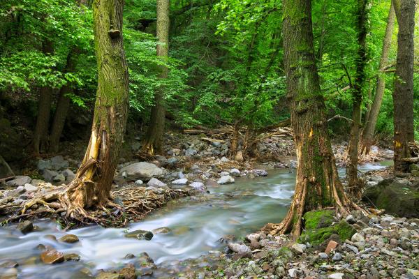 Que es un arroyo y como se forma - 2026 - El concepto de "arroyo" se utiliza para describir un flujo de agua natural que se manifiesta de manera continua o intermitente a lo largo de un lecho de arroyo. Su diferenciación principal se centra en su tamaño, siendo notablemente más reducido que un río. Estos cuerpos de agua se crean comúnmente a través de la acumulación de agua procedente de diversas fuentes, como precipitaciones, deshielo de la nieve o surgimientos en áreas elevadas. Qué es un arroyo y cómo se forma