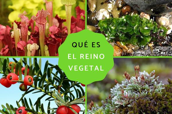 Reino Plantae: qué es, características, clasificación y ejemplos
