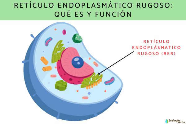 Reticulo endoplasmatico rugoso que es y funcion - 2026 - El retículo endoplasmático rugoso (RER) es un orgánulo esencial en las células eucariotas que desempeña un rol primordial en la síntesis de proteínas y el procesamiento de moléculas. Su aspecto rugoso se debe a la presencia de ribosomas adheridos a su superficie. El RER está compuesto por una intrincada red de membranas interconectadas que se extienden por el citoplasma. Mediante su sistema de sacos y túbulos, el RER se encarga de la síntesis y modificación de proteínas, asegurando su adecuado plegamiento y preparación para el transporte hacia su destino dentro y fuera de la célula. En este artículo de ContaminaciónAmbiental, examinaremos qué es el retículo endoplasmático rugoso y cuál es su función esencial en los procesos celulares. Retículo endoplasmático rugoso: qué es y función