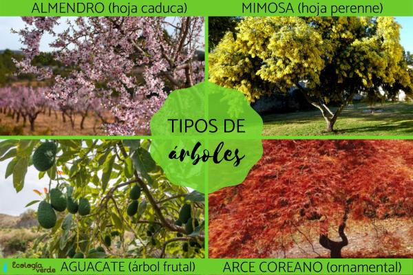 Tipos de árboles