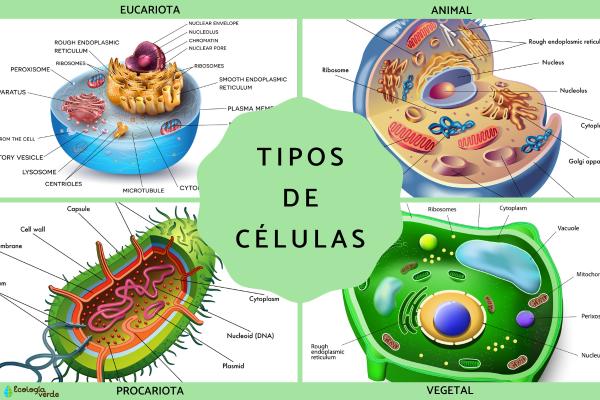 Tipos de células: qué son, partes y funciones