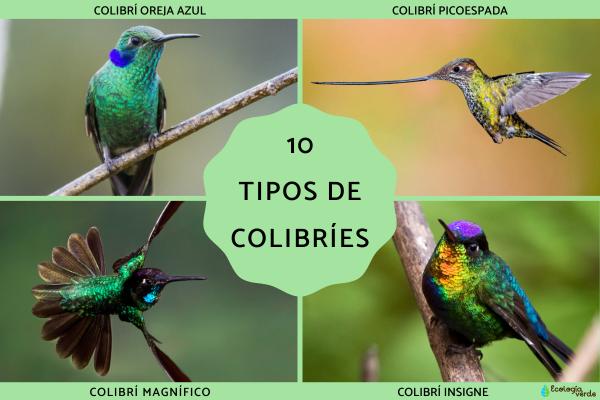 Tipos de colibries - 2026 - ¡Colibríes! Pequeños, veloces, con picos largos y una clara predilección por las flores. Si habitas en algún lugar del continente americano, seguramente has avistado una de estas hermosas aves revoloteando alrededor de las flores. Los colibríes son aves autóctonas de América. Estas aves diminutas y singulares fueron cazadas en gran medida en el pasado para decorar sombreros de mujeres, lo que podría haber llevado a la extinción de varias especies. Tipos de colibríes