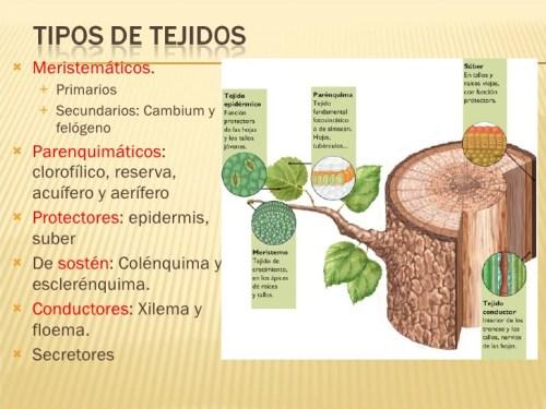 Tipos de tejidos vegetales - 2026 - Imagen: Educándose Tipos de tejidos vegetales