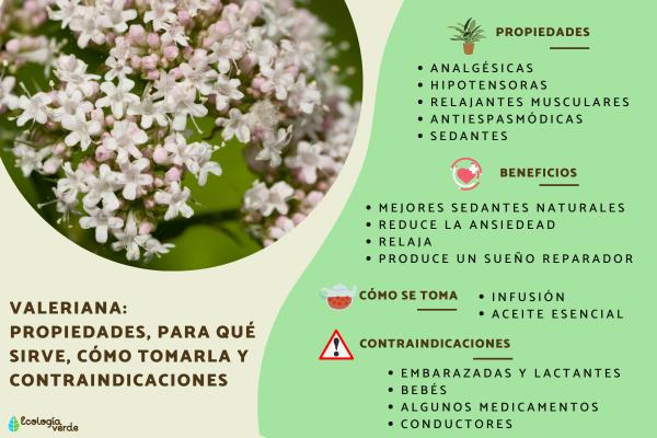 Valeriana: propiedades, para qué sirve, cómo tomarla y contraindicaciones